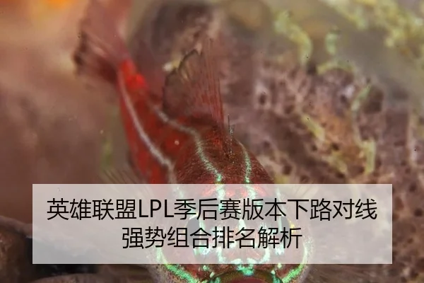 英雄联盟LPL季后赛版本下路对线强势组合排名解析